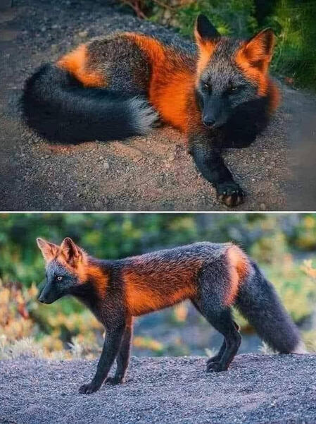 EL ZORRO 🦊 ROJO El "zorro de fuego" se refiere a una variante melanística del zorro rojo, caracterizada por un pelaje anaranjado con franjas oscuras, casi negras. Este patrón de coloración se debe a una alteración en la producción de melanina, el pigmento que determina el