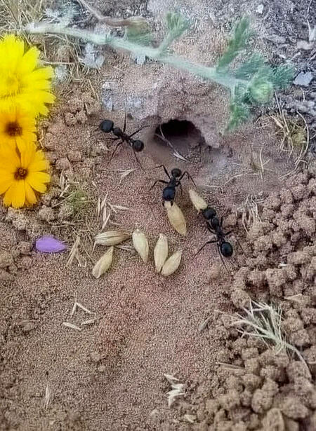 EL ZORRO 🦊 ROJO El "zorro de fuego" se refiere a una variante melanística del zorro rojo, caracterizada por un pelaje anaranjado con franjas oscuras, casi negras. Este patrón de coloración se debe a una alteración en la producción de melanina, el pigmento que determina el